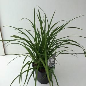 Zegge (Carex "Irish Green") siergras - In 2 liter pot - 1 stuks