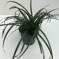 Zegge (Carex "Irish Green") siergras - In 2 liter pot - 1 stuks