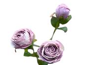 Roze 3 knoopjes licht violet - Buitengewoon de boet