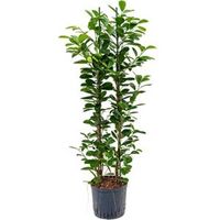 Ficus moclame 2pp hydrocultuur plant - thumbnail