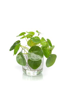 Pilea mini bush 13 cm/21 lvs - Emerald