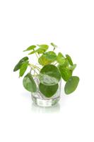 Pilea mini bush 13 cm/21 lvs - Emerald