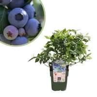 Vaccinium corymbosum Little Blue Wonder - Blauwe Bes - P13