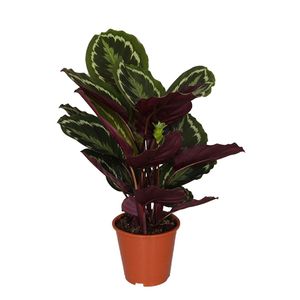 Calathea Medaillon - P 19 cm