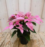 2 stuks! Patio Kerstster Princettia roze Euphorbia Warentuin Natuurlijk - Warentuin natuurlijk