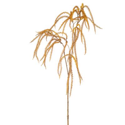 Amaranthus