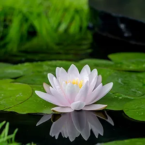 Roze waterlelie / Nymphaea 'Marliacea Carnea'