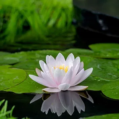 Roze waterlelie / Nymphaea 'Marliacea Carnea'