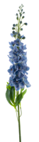 Nova Nature Delphinium spray Roland blue 87cm - thumbnail