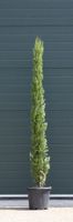 2 stuks! Italiaanse cipresboom Cupressus sempr. Pyramidalis h 187,5 cm boom - Warentuin Natuurlijk