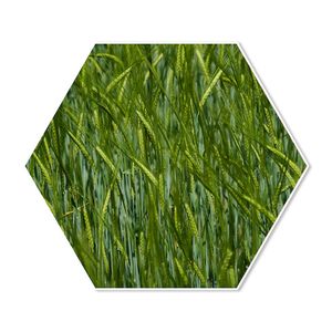 Hexagon Gras 60 breed x 52 hoog Zwart