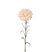 Anjer tak zacht roze - Hortus
