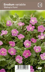Vips Erodium variabile Bishop's Form - Reigersbek