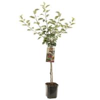 Appelboom Malus dom. Rode Boskoop laagstam