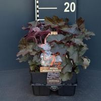 Purperklokje (heuchera micrantha "Palace Purple") bodembedekker - 6-pack - 1 stuks