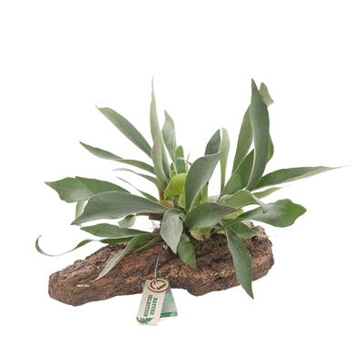 Platycerium Bifurcatum Hertshoornvaren (houtlook) - P 35 cm