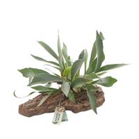 Platycerium Bifurcatum Hertshoornvaren (houtlook) - P 35 cm Platycerium Bifurcatum Hertshoornvaren (houtlook) - P 35 cm