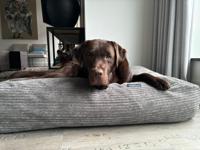 Dog's Companion® Hondenbed muisgrijs giant ribcord extra small