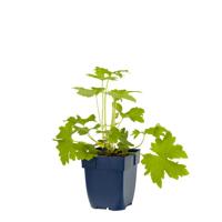 Delphinium (P) Astolat vaste plant Griffioen - Griffioen