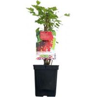 Rode bes (ribes rubrum "Rolan") fruitplanten