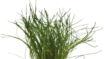 AquaVitaal Easy Grow Lilaeopsis Mauritiana