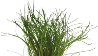 AquaVitaal Easy Grow Lilaeopsis Mauritiana