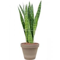 Plant in Pot Sansevieria Zeylanica 70 cm kamerplant in Terra Cotta Grijs 24 cm bloempot - thumbnail