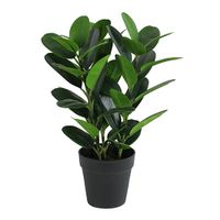 Garcinia bonsai 45 cm - Buitengewoon de boet