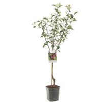 Prunus cerasus Morel Zure kers laagstam fruitplant Fruithof - Fruithof