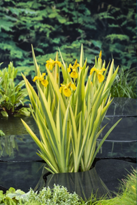Water Iris/lis klaar in vijvermand / Iris pseudacorus ‘Variegata’