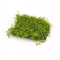 Micranthenum Monte Carlo op matje - 3 stuks - aquarium plant