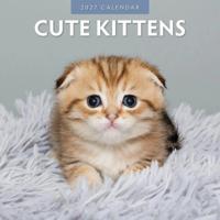 Cute Kittens Kalender 2027