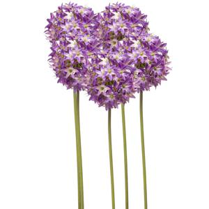 Allium/Sierui kunstbloem - 5x - losse steel - paars - 60 cm - Natuurlijke uitstraling