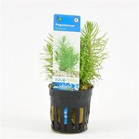 Pogostemon erectus - 6 stuks - aquarium plant - thumbnail