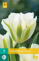 X 7 Tulipa Spring Green