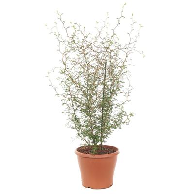 Sophora Prostrata &apos;Little Baby&apos; - P 19 cm