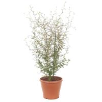 Sophora Prostrata 'Little Baby' - P 19 cm Sophora Prostrata 'Little Baby' - P 19 cm