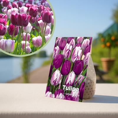 Paarse tulpenbollen purpermix - 20 stuks