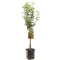 Perenboom Pyrus communis 'Williams'