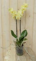 Vlinderorchidee Twee Takken geel 60 cm - Warentuin Natuurlijk
