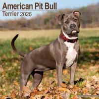 American Pit Bull Terrier Kalender 2026