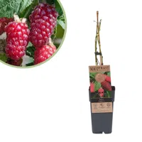 Rubus Tayberry - Taybes (fruitplant) - P15