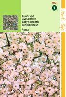 Gypsophila Elegans Diep Rose - Hortitops