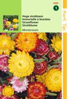Zaden Helichrysum hoge Strobloem Monstrosum Hortitops - Hortitops