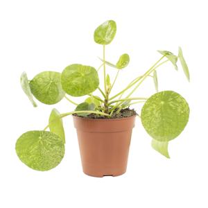 Pilea Peperomioides Mojito - P13