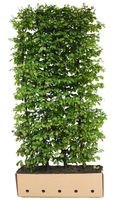 Carpinus betulus 80 cm. - Quickhedge - thumbnail