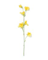 HEMA Kunstbloem lathyrus geel (geel)