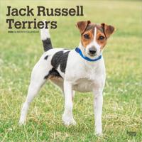 Jack Russell Terrier Kalender 2026
