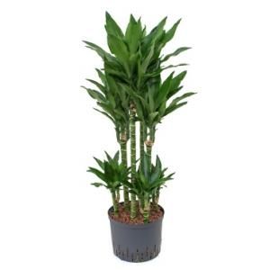 Dracaena janet lind torin hydrocultuur plant