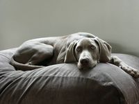 Dog's Companion® Hondenbed muisgrijs ribcord extra small - thumbnail
